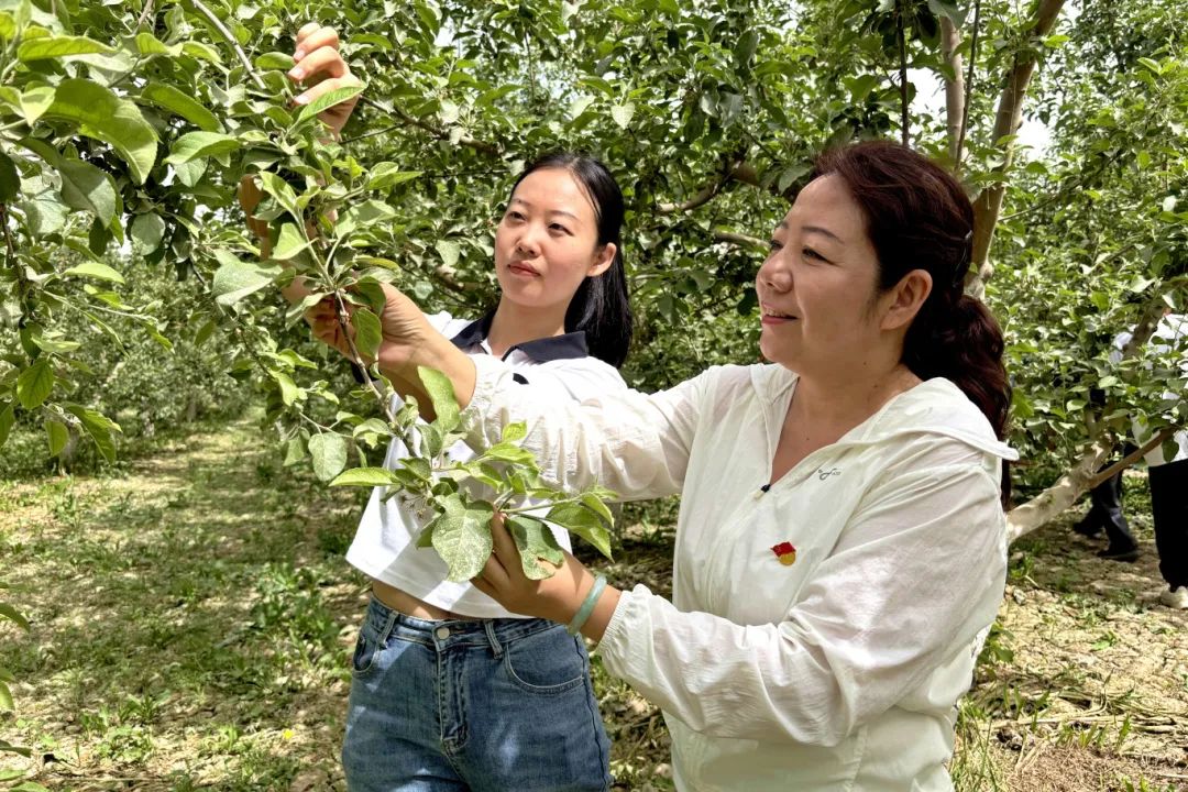 工作队员和村干部为苹果树蔬果 (3).JPG